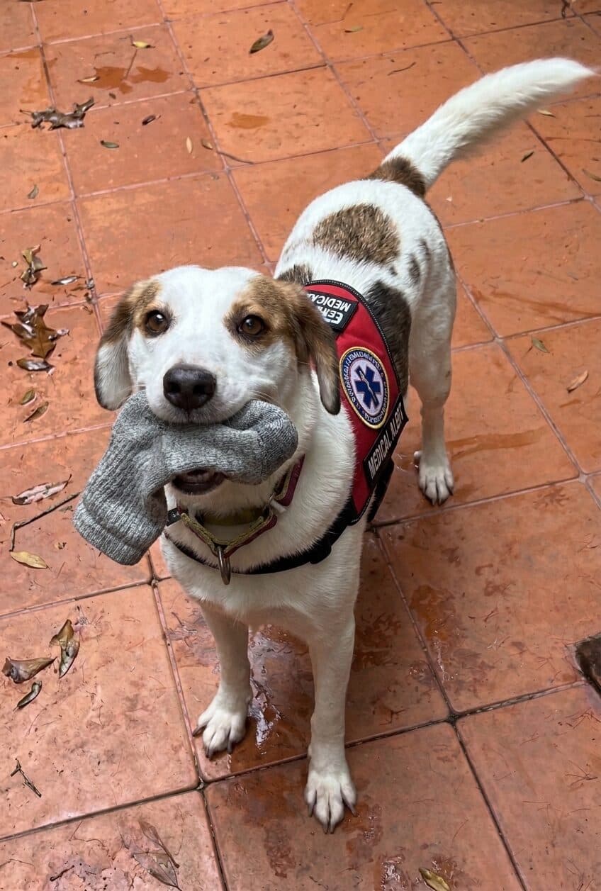 Ciara, a medical alert dog, holding a grey sock in her mouth