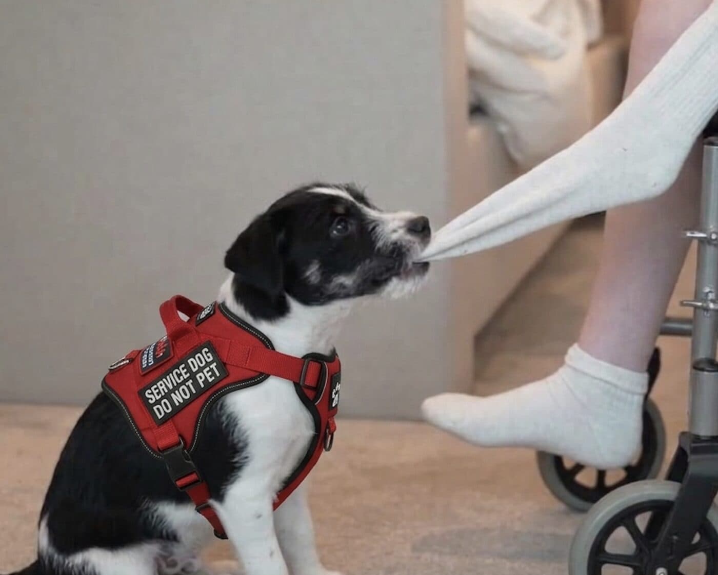 Frijol, a black and white puppy in a service vest, pulling a sock off the foot of a wheelchair user