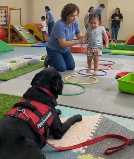 Oso, a black Labrador in an assistance vest, watching a therapist work with a small child in a play room