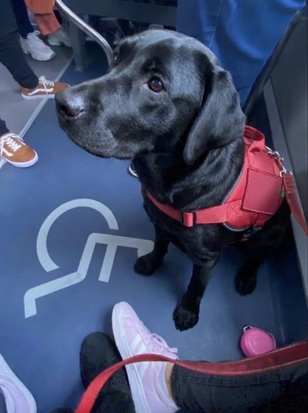 Tadeo, a black Labrador, sitting on a bus