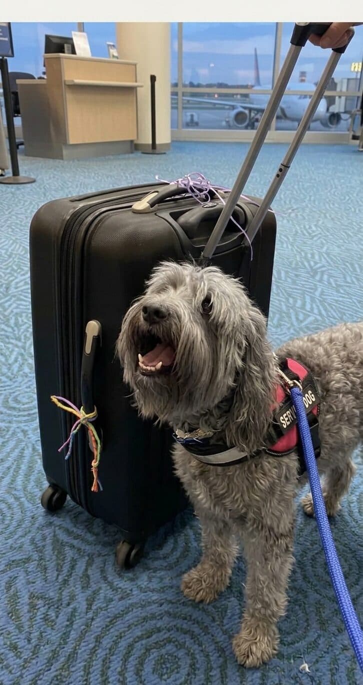 Tango, a grey shaggy service dog, standing next to a suitcase at an airport gate