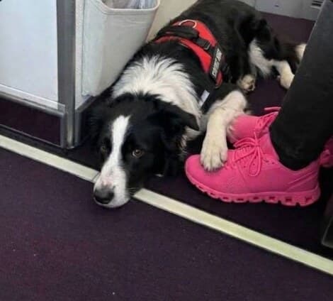 Zelda, a black and white border collie in a service harness, resting at her handler's feet on a plane